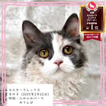 セルカークレックス【千葉県・女の子・2025年2月22日・ダイリュートキャリコ（カールヘア）】の写真「ふんわりパーマ🐈️　オンライン見学可能✨️　」