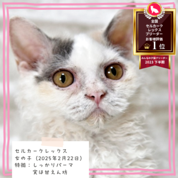 セルカークレックス【千葉県・女の子・2025年2月22日・ブルークリーム&ホワイトバン（巻き強めのカールヘア）】の写真「くりくりパーマ🐈️　オンライン見学可能✨️」