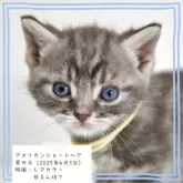 アメリカンショートヘア