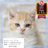 セルカークレックス