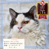 セルカークレックス