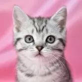 スコティッシュフォールド(立ち耳)【千葉県・女の子・2025年1月6日・シルバーマッカレルタビー】の写真1