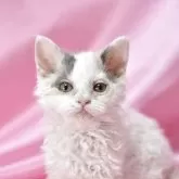 セルカークレックス