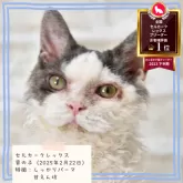 セルカークレックス
