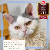 セルカークレックス