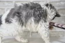 セルカークレックス【千葉県・男の子・2025年2月22日・ブルー&ホワイト】の写真6