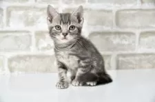 アメリカンショートヘア【千葉県・男の子・2025年6月3日・ブルータビー】の写真3