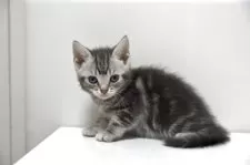 アメリカンショートヘア【千葉県・女の子・2025年4月15日・ブルータビー】の写真5