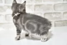 アメリカンショートヘア【千葉県・男の子・2025年6月3日・ブルータビー】の写真11