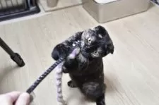 スコティッシュフォールド(立ち耳)【千葉県・女の子・2025年1月6日・トーティシェル】の写真8