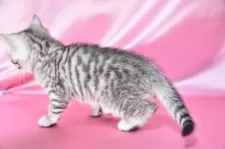 スコティッシュフォールド(立ち耳)【千葉県・女の子・2025年1月6日・シルバーマッカレルタビー】の写真4