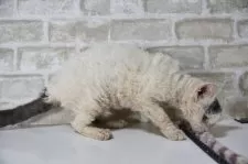 セルカークレックス【千葉県・男の子・2025年4月24日・ブラック&ホワイトバン】の写真7