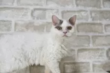 セルカークレックス【千葉県・女の子・2025年2月22日・ブルークリーム&ホワイトバン】の写真7