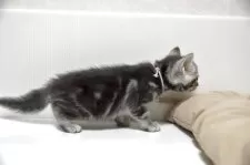 アメリカンショートヘア【千葉県・女の子・2025年4月15日・ブルータビー】の写真9