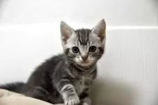 アメリカンショートヘア【千葉県・女の子・2025年4月15日・ブルータビー】の写真6