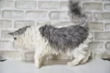 セルカークレックス【千葉県・男の子・2025年2月22日・ブルー&ホワイト】の写真8