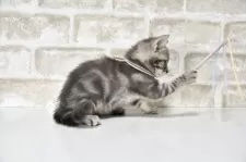 アメリカンショートヘア【千葉県・男の子・2025年6月3日・ブルータビー】の写真6