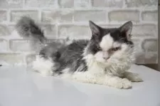 セルカークレックス【千葉県・男の子・2025年2月22日・ブルー&ホワイト】の写真4