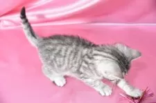 スコティッシュフォールド(立ち耳)【千葉県・女の子・2025年1月6日・シルバーマッカレルタビー】の写真5