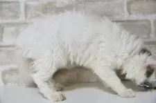 セルカークレックス【千葉県・女の子・2025年2月22日・ブルークリーム&ホワイトバン】の写真9