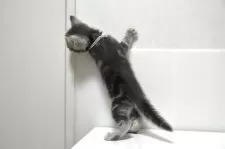 アメリカンショートヘア【千葉県・女の子・2025年4月15日・ブルータビー】の写真11