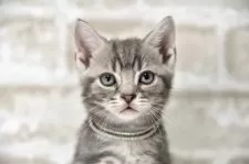 アメリカンショートヘア【千葉県・男の子・2025年6月3日・ブルータビー】の写真2