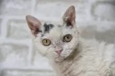 セルカークレックス【千葉県・男の子・2025年4月24日・ブラック&ホワイトバン】の写真2