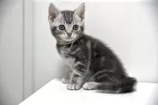 アメリカンショートヘア【千葉県・女の子・2025年4月15日・ブルータビー】の写真3