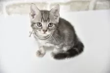 アメリカンショートヘア【千葉県・男の子・2025年6月3日・ブルータビー】の写真7