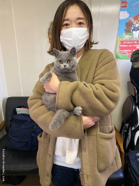 岡田勝ブリーダーのブログ：ブリティッシュショートヘアー