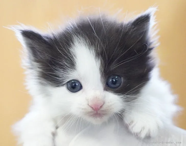 ヒロキ 様のお迎えした子猫