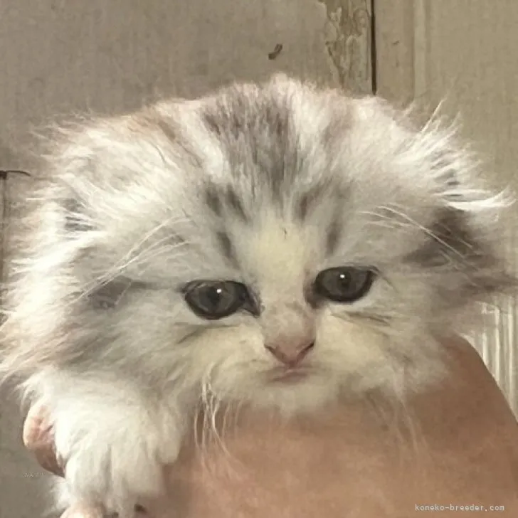 R.A 様のお迎えした子猫