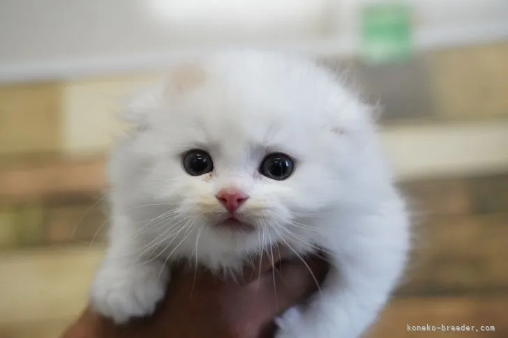 TM 様のお迎えした子猫