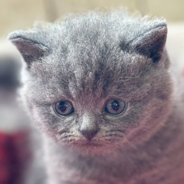 ブリティッシュショートヘア【埼玉県・女の子・2024年4月24日・ブルー】の写真「しっかりしていてお顔もまるまる女の子❤︎」