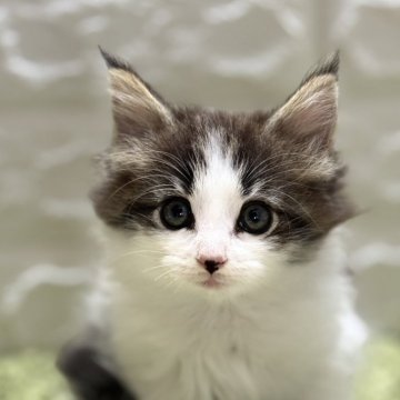 ノルウェージャンフォレストキャット【埼玉県・男の子・2024年6月20日・ブラウンタビー&ホワイト】の写真「温厚でイケメン君」