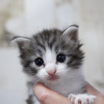 ノルウェージャンフォレストキャット【埼玉県・男の子・2022年8月26日・シルバータビー&ホワイト（セミロング(ダブルコート)）】の写真「目が大きくてかわいいタイプ❤️」