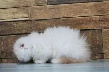 スコティッシュフォールド(折れ耳)【埼玉県・男の子・2021年3月25日・シェーデッドカメオ&ホワイト】の写真2「4/13」