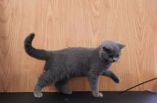 ブリティッシュショートヘア【埼玉県・女の子・2021年6月5日・ブルー】の写真3「10/27」