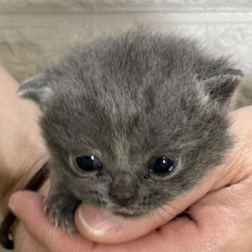 ブリティッシュショートヘア【埼玉県・女の子・2025年4月9日・ブルー】の写真「まんまるお顔の美人さん」