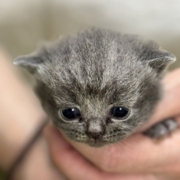 ブリティッシュショートヘア【埼玉県・男の子・2025年4月9日・ブルー】の写真「まるまるお顔のイケメン君」