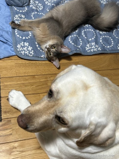 大村有紀ブリーダーのブログ：まりかちゃんとベルちゃん🔔