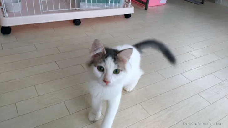 ID:1807-00506の子猫