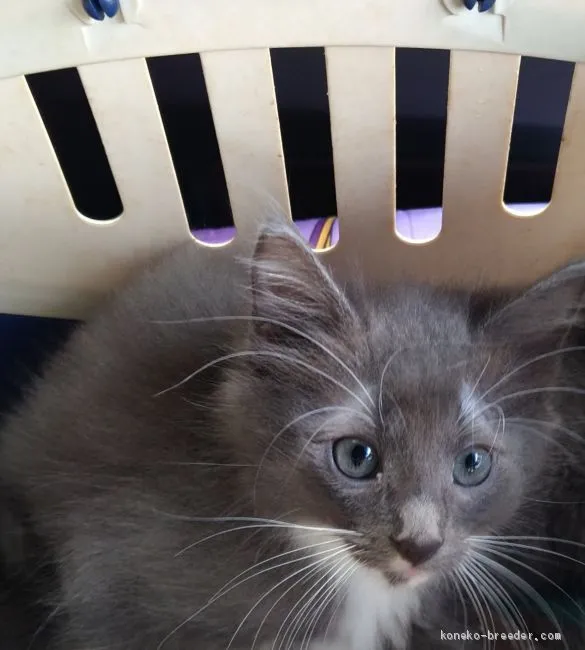 ID：2010-00370の子猫