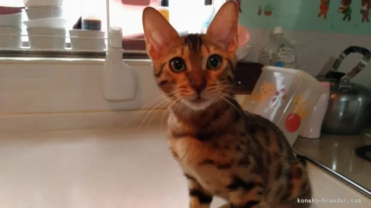 true 様のお迎えした子猫
