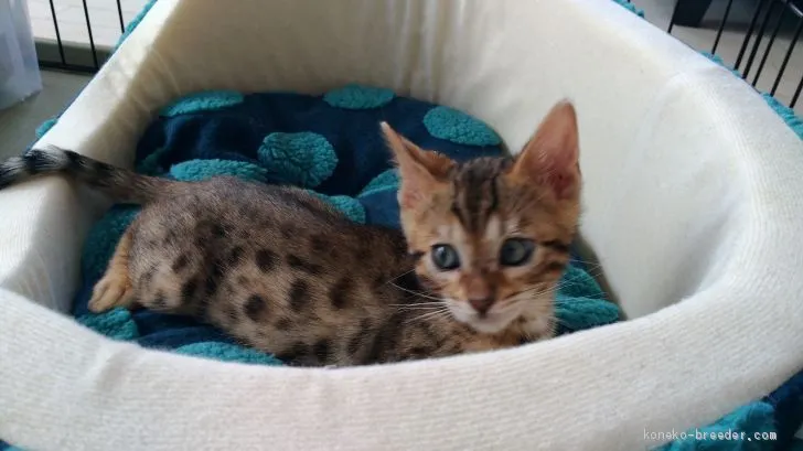 ID:1905-00836の子猫