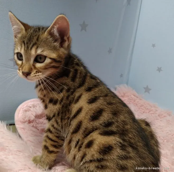 M.O 様のお迎えした子猫