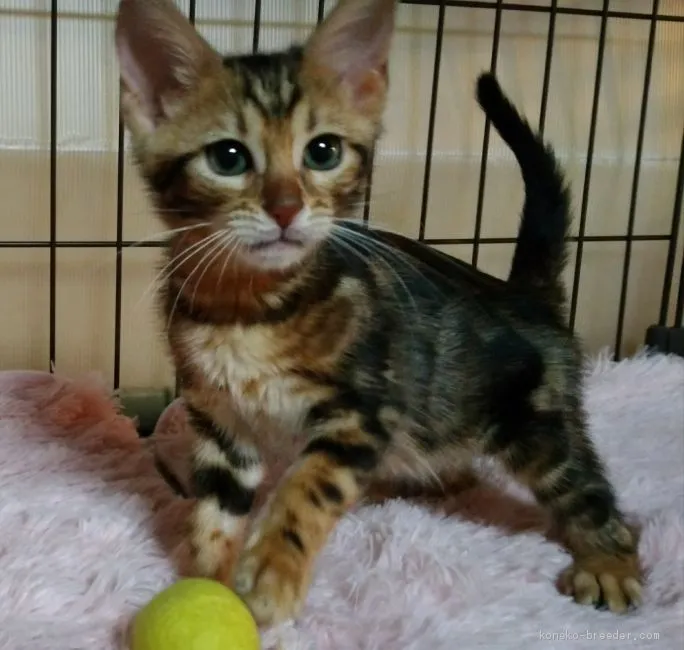 ID:2004-01367の子猫