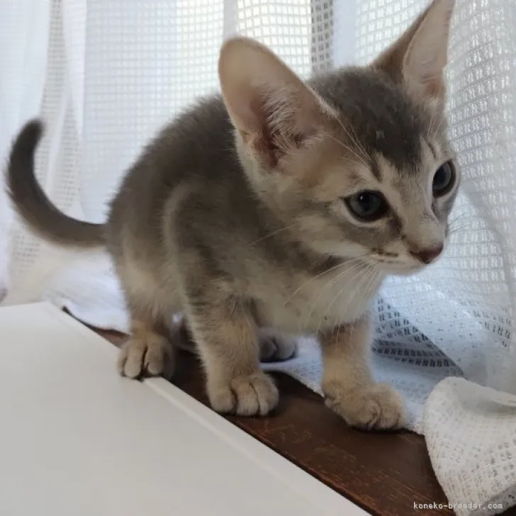 ID：2311-01198の子猫