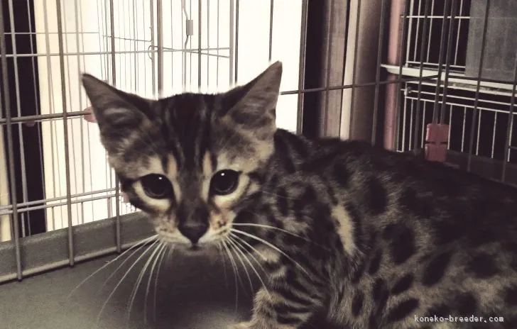 ID：1811-00257の子猫
