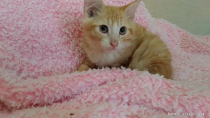 ID：1809-01449の子猫
